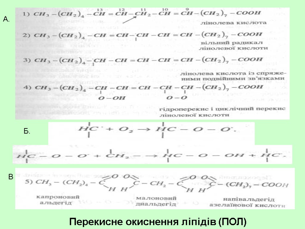 A. Б. В Перекисне окиснення ліпідів (ПОЛ)